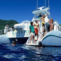 Dolphin & Whale Watching