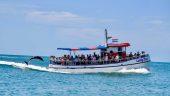 Brilliant dolphin-watching!