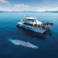Dolphin & Whale Watching