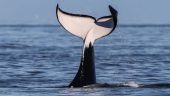 Whale Watching in Victoria BC