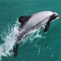 Dolphin & Whale Watching