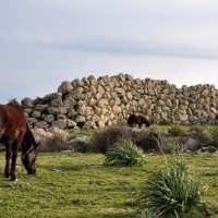 Shore Excursions