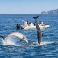 Half-day Tours