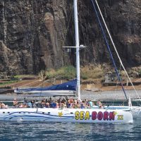 Dolphin & Whale Watching