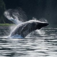 Cruises, Sailing & Water Tours