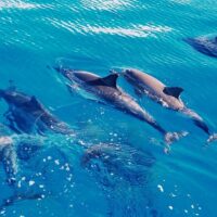 Swim with Dolphins