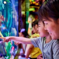 Sightseeing Tickets & Passes