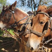 Half-day Tours