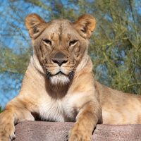 Sightseeing Tickets & Passes