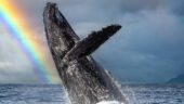 Checked ‘see whales’ off of my bucket list!