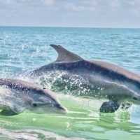 Luxury Tours