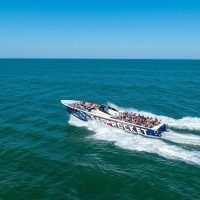Dolphin & Whale Watching