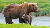 Great experience and wonderful way to see Denali