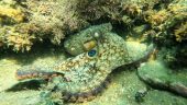 Best Choice for First Time Snorkeling