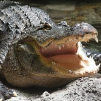 Airboat Tours