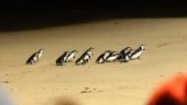 Penguins plus!!