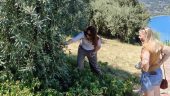 Olive Oil Tasting Experience in Sant'Ambrogio
