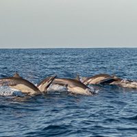 Dolphin & Whale Watching
