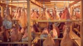 Visit to the Bayonne ham production facility