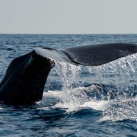 Dolphin & Whale Watching