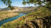 Private wine tour