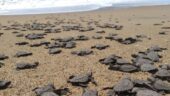 Turtle time