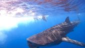 Outstanding private whale shark experience