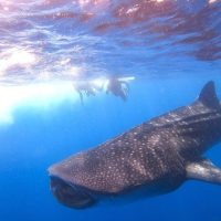 Full-day Tours