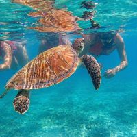 Snorkeling