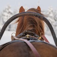 Horse Carriage Rides