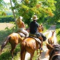 Horse Carriage Rides