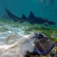 Glass Bottom Boat Tours