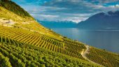 An unforgettable Swiss wine experience. Relaxing and at our own pace.
