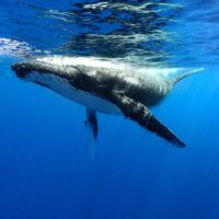 Swim with Dolphins