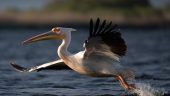 Great tour through the Danube Delta
