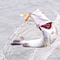 Fishing