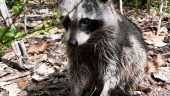 Had fun with the raccoons