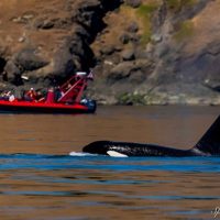 Cruises, Sailing & Water Tours
