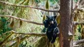 Bears for a bargain!
