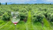 Great experience learning about VT wineries
